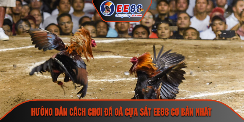 Hướng dẫn cách chơi đá gà cựa sắt EE88 cơ bản nhất