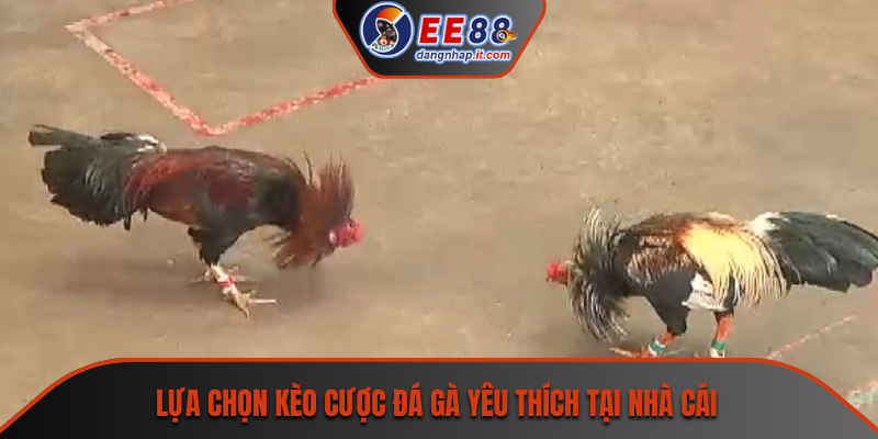 Lựa chọn kèo cược đá gà yêu thích tại nhà cái