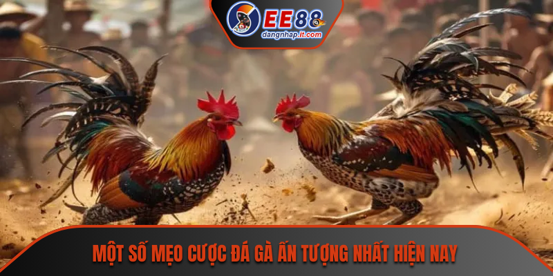 Một số mẹo cược đá gà ấn tượng nhất hiện nay