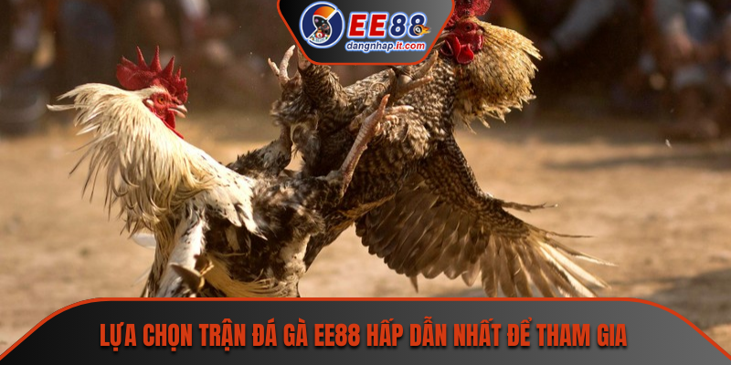 Lựa chọn trận đá gà EE88 hấp dẫn nhất để tham gia