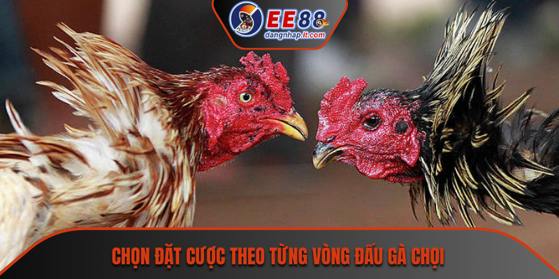 Chọn đặt cược theo từng vòng đấu gà chọi