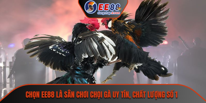 Chọn EE88 là sân chơi chọi gà uy tín, chất lượng số 1